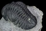 2.7" Pedinopariops Trilobite - Mrakib, Morocco - #126318-5